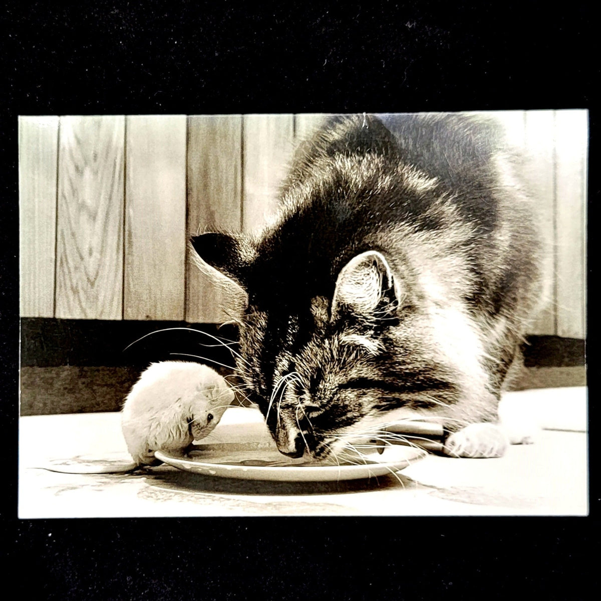 Cat and Mouse Greeting Card